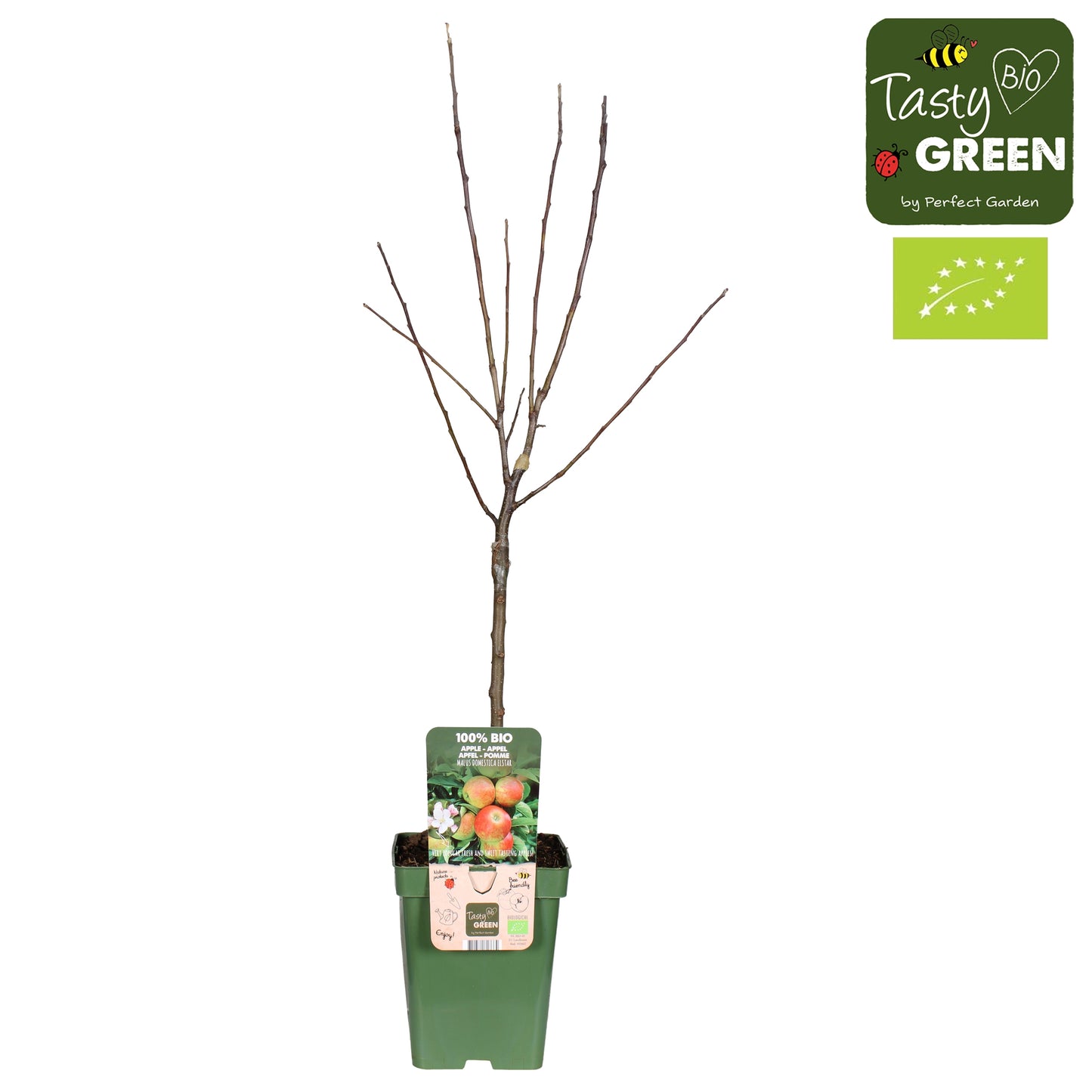 Apple (Organic Grown) - Malus domestica Elstar - 5ltr-Easy Garden Centre