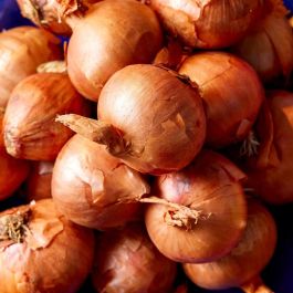 Red Sun Shallot Set 250G-Easy Garden Centre
