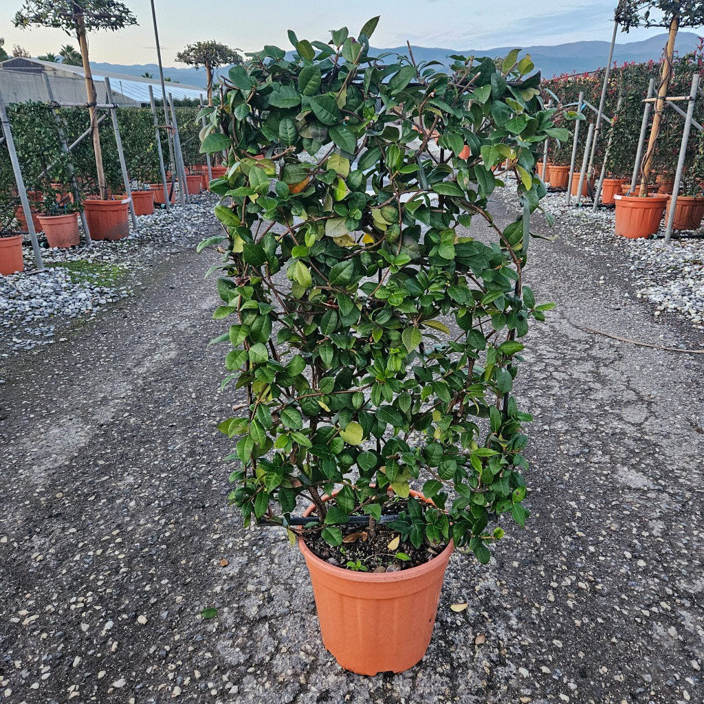Trachelospermum jasminoides / C18 - Spalier 90x50-Easy Garden Centre