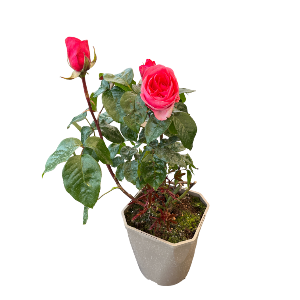 Rosa Special Anniversary / 4.5 Ltr / Hybrid Tea-Easy Garden Centre