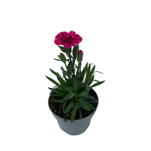10cm Dianthus Oscar-Easy Garden Centre