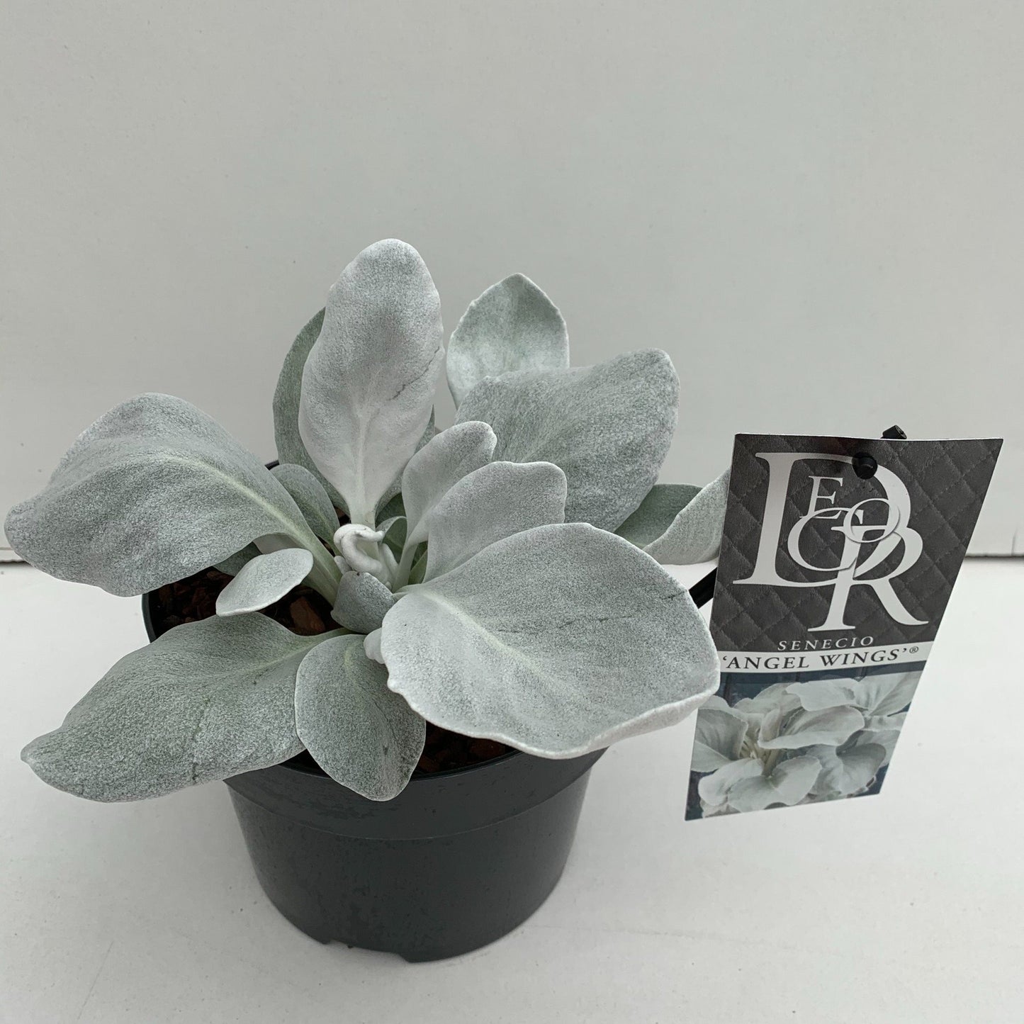 Senecio 'Angel Wings' / 2 Ltr pot-Easy Garden Centre