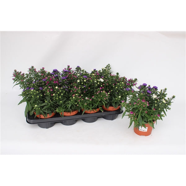 13cm Aster-Easy Garden Centre
