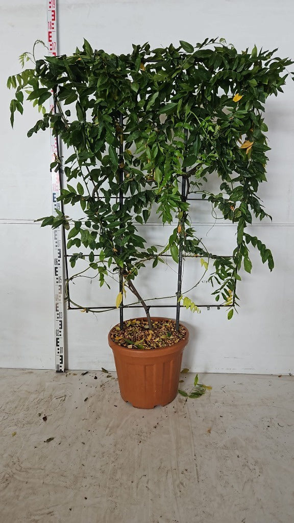 Wisteria sin. mix colours / C30 - spalier 120x80-Easy Garden Centre
