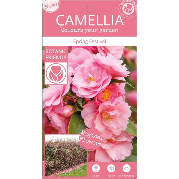 Camellia jap. 'Spring Festival' / 3Ltr Premier-Easy Garden Centre