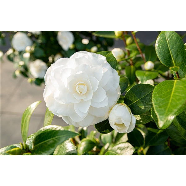 Camellia jap. 'Nuccio's Gem' / 3Ltr Premier-Easy Garden Centre