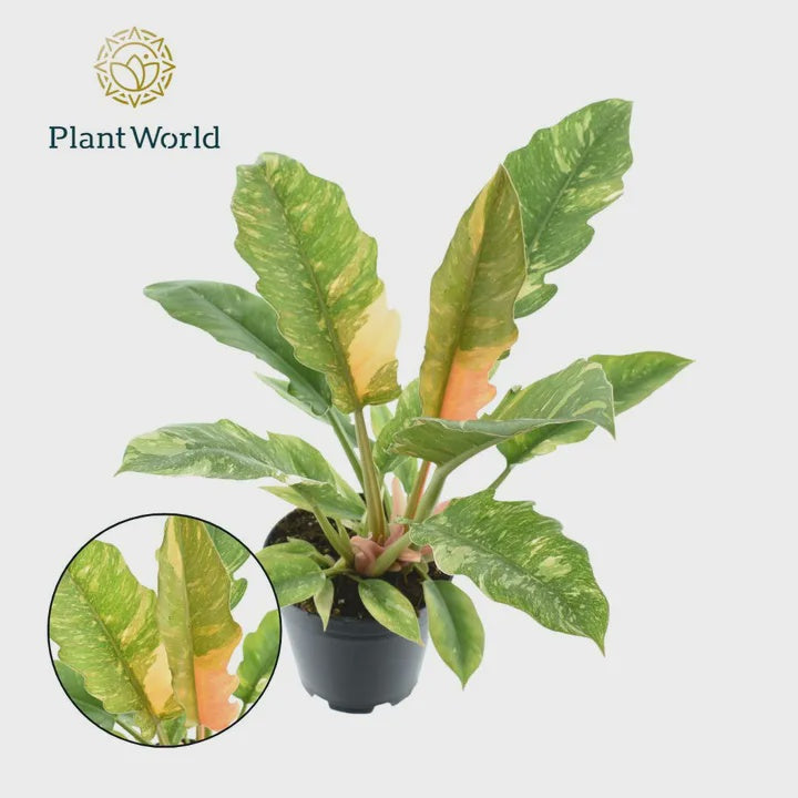 Philodendron 'Ring of Fire' / P14-Easy Garden Centre