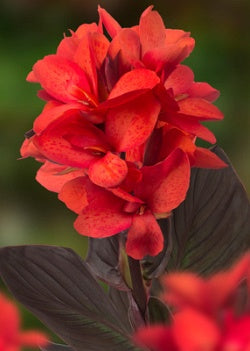 1 Canna (Sol) Happy Julia-Easy Garden Centre