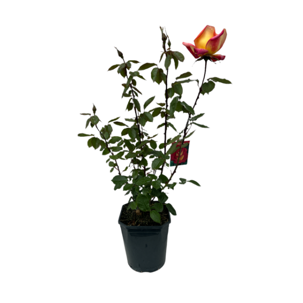 sheilas perfume / 4.5 Ltr / Floribunda-Easy Garden Centre