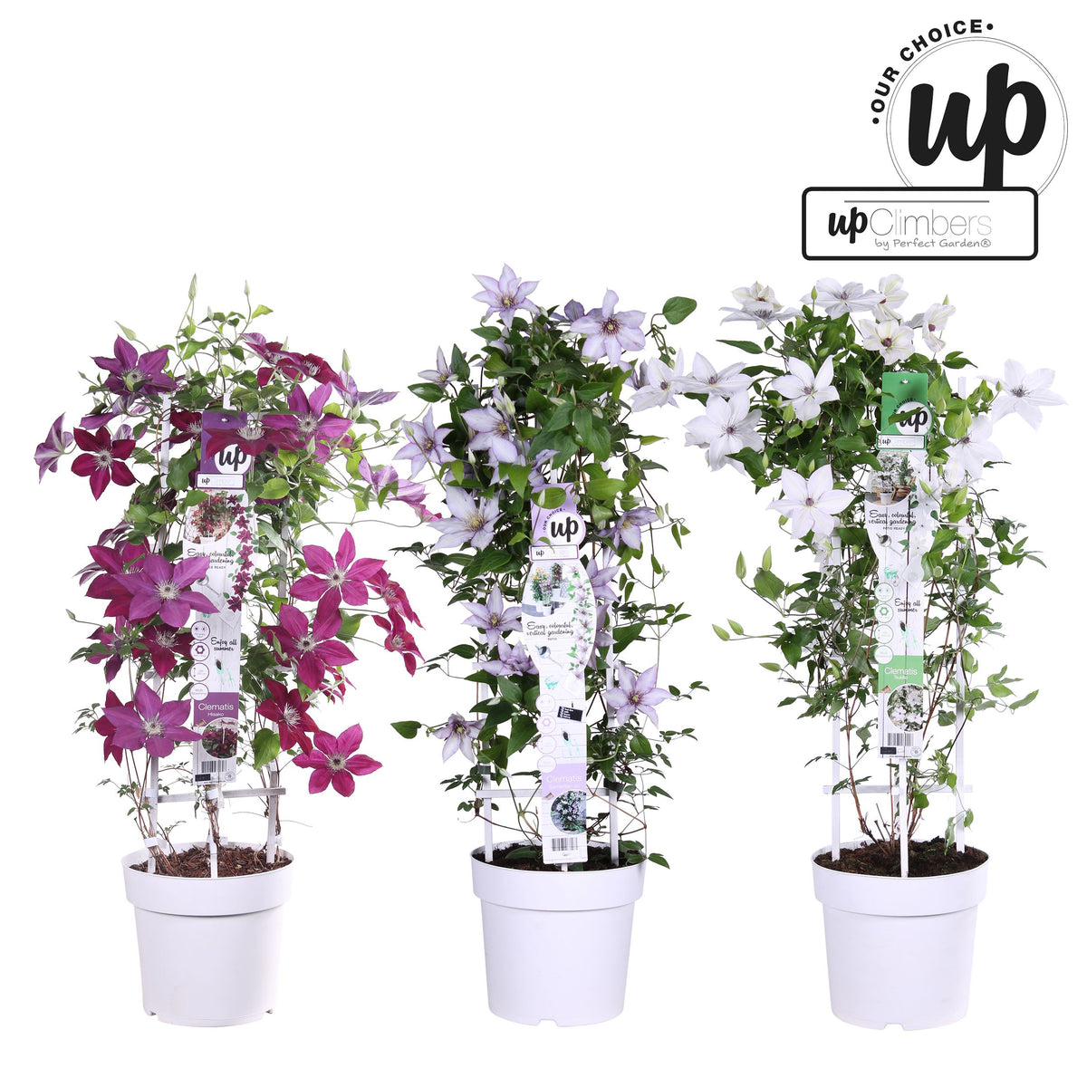 Clematis Evison Our Choice mix laag / 5ltr 75cm-Easy Garden Centre