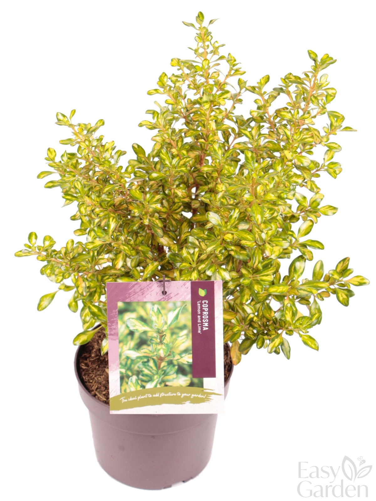 50% Coprosma Lemon and Lime-Easy Garden Centre