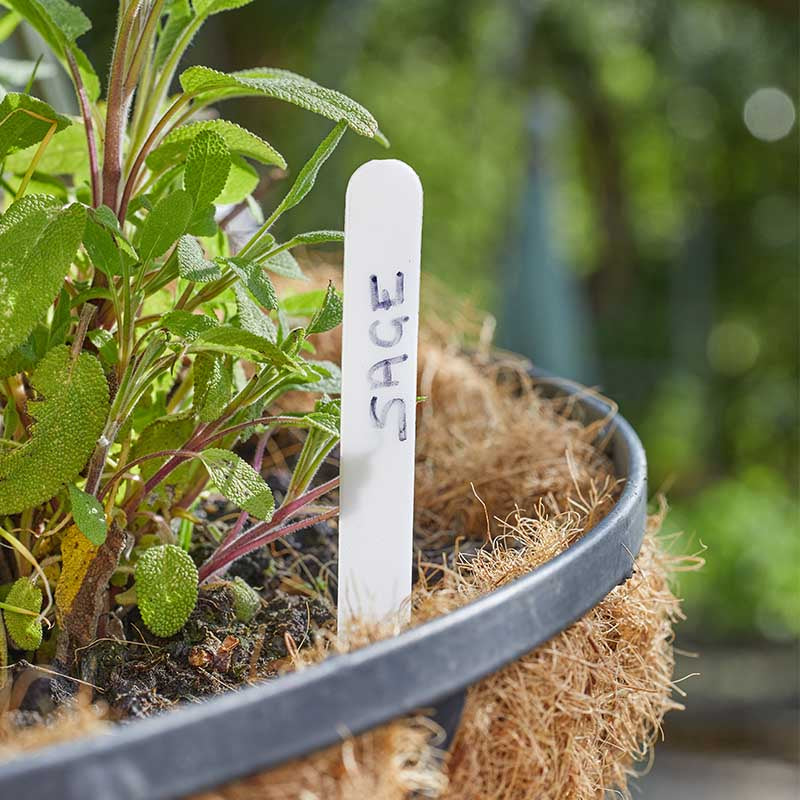 10cm Plant Labels 50pk-Easy Garden Centre