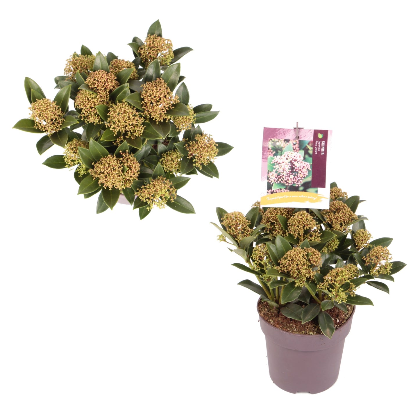 Skimmia j. Pink Dwarf / 1,5L/P13cm