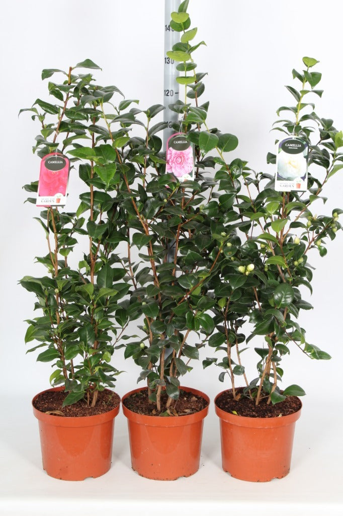 Camellia jap. mix / P29 (10 Ltr) / 80-100cm