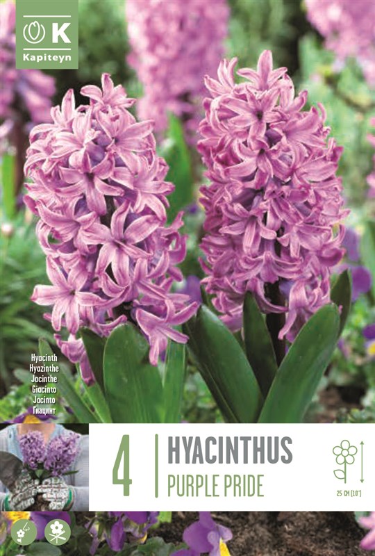 BAG HYA. PURPLE PRIDE X4 16/17-Easy Garden Centre