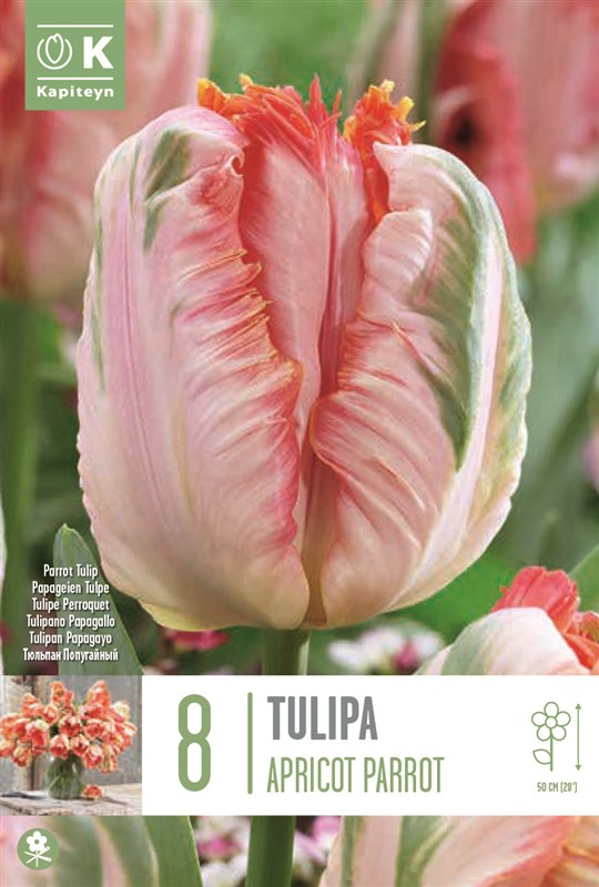 BAG TUL PARROT APRICOT PARROT X8 12/+-Easy Garden Centre