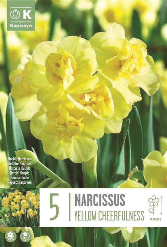 NARCISSUS YELLOW CHEERFULNESS