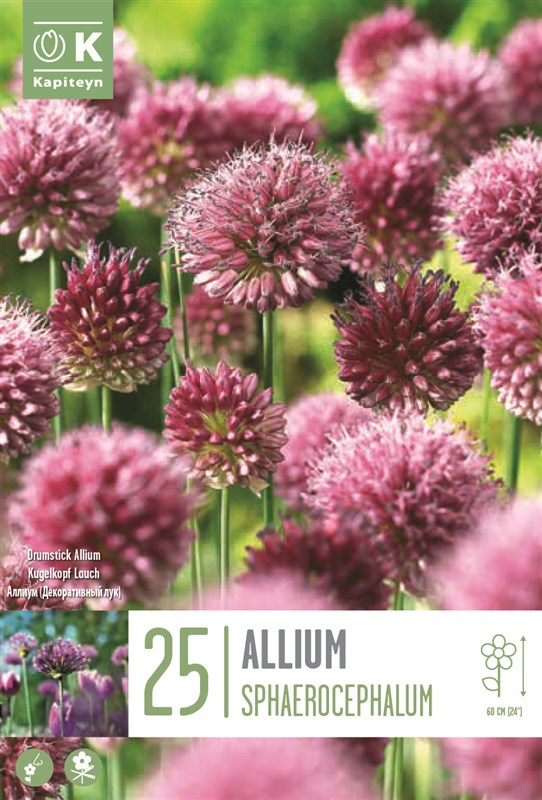 BAG ALL SPHAEROCEPHALON X25 6/+-Easy Garden Centre