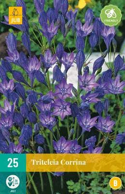 25 Triteleia Corrina-Easy Garden Centre