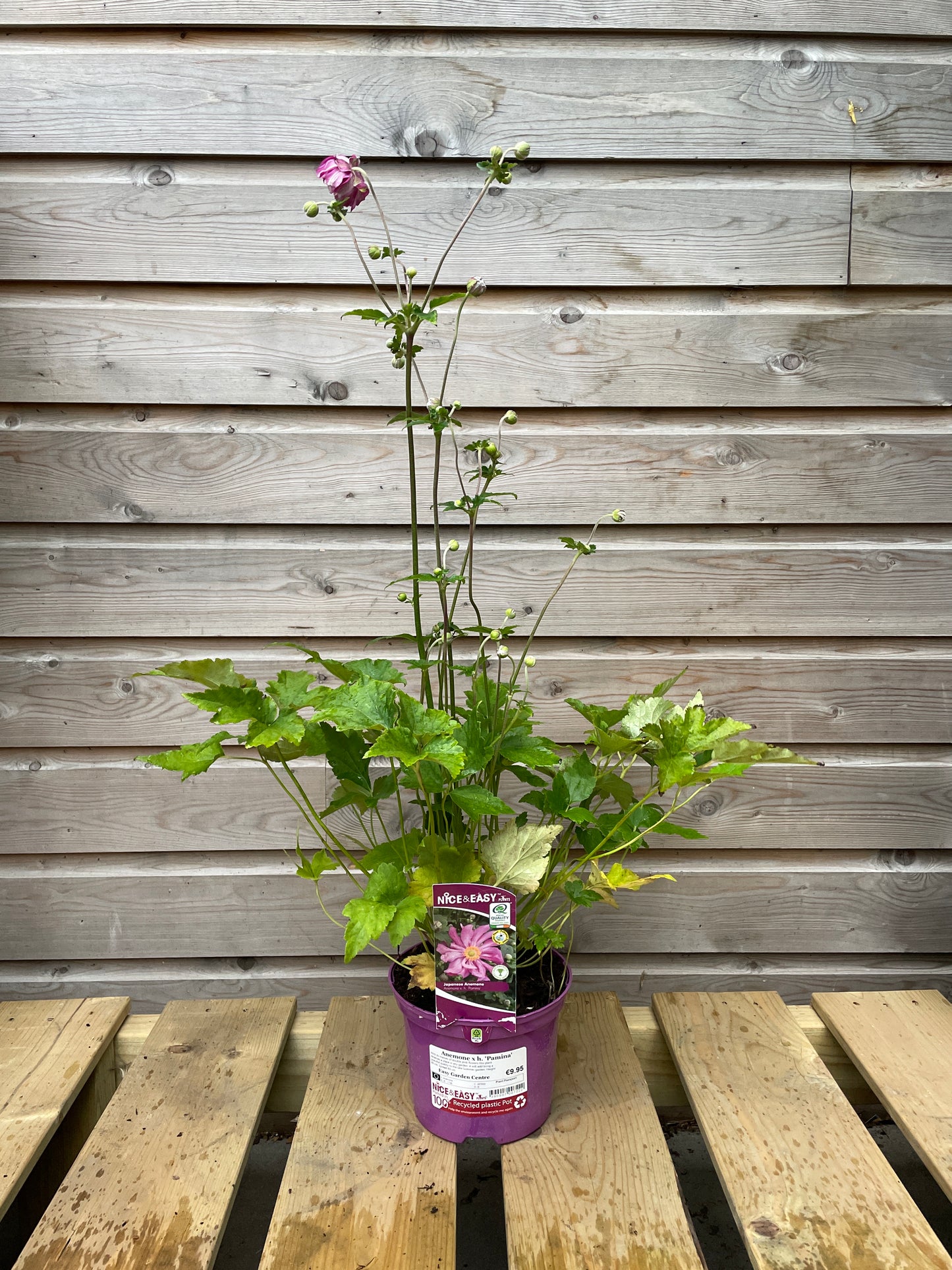 Anemone x h. 'Pamina' / 2L-Easy Garden Centre