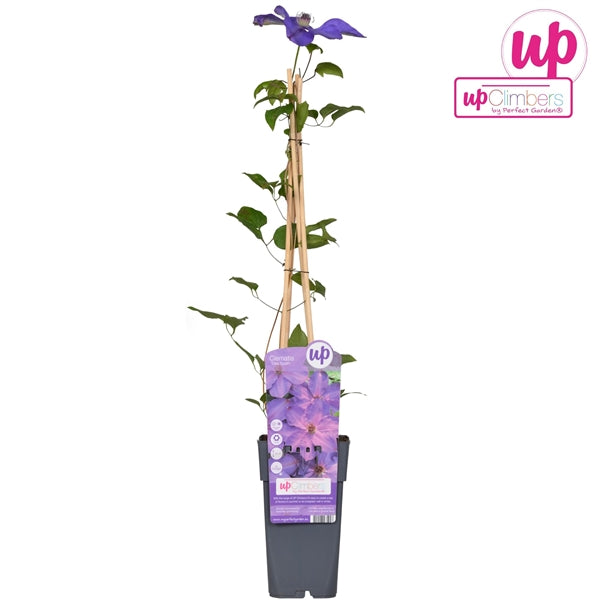 Clematis Elsa Spath (Large-flowered Clematis, deep purple flowers) / 2ltr, 65cm-Easy Garden Centre