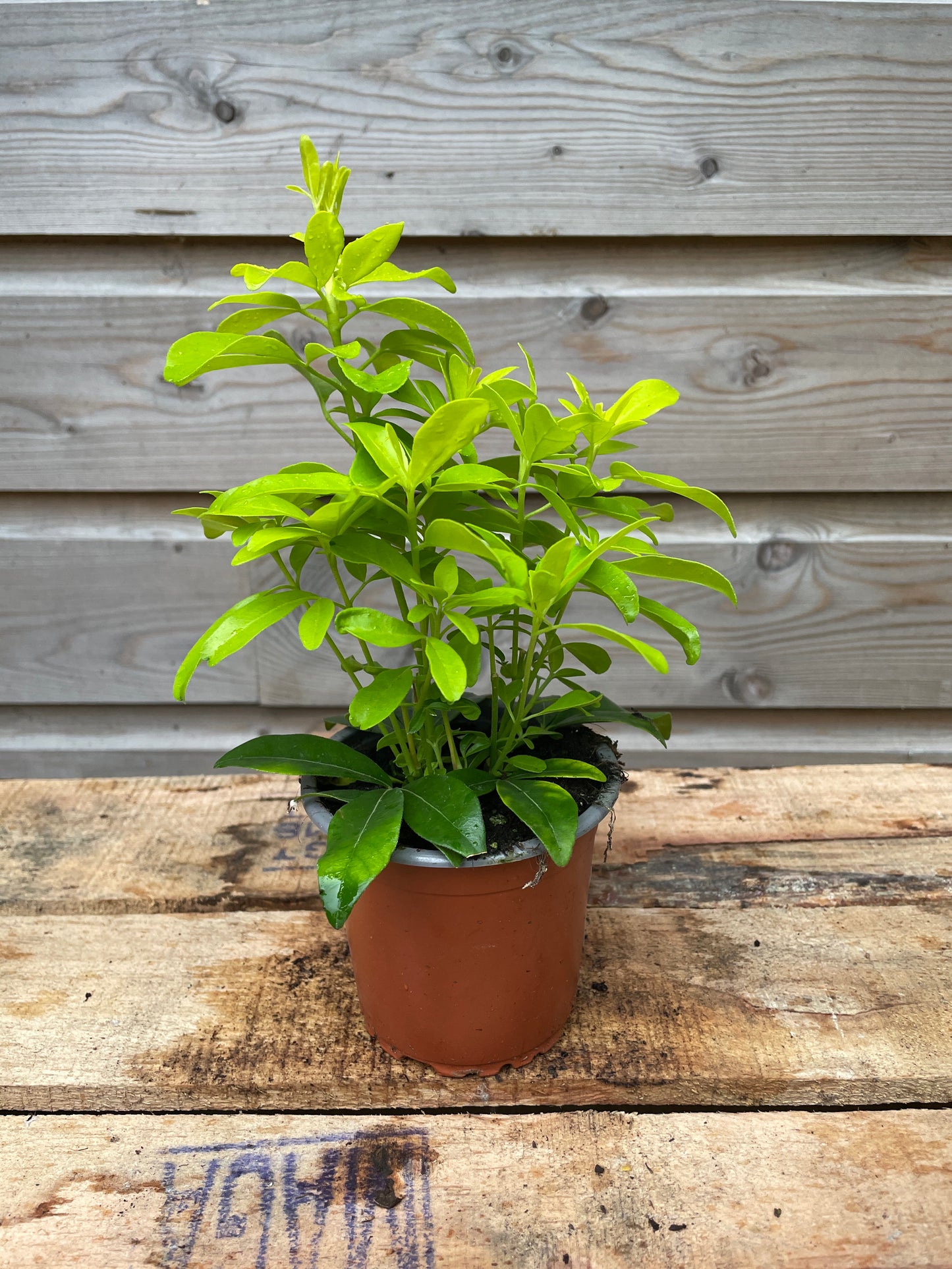 Choisya ternata Brica / P9