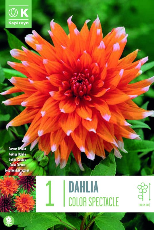Dahlia COLOR SPECTACLE X1 I