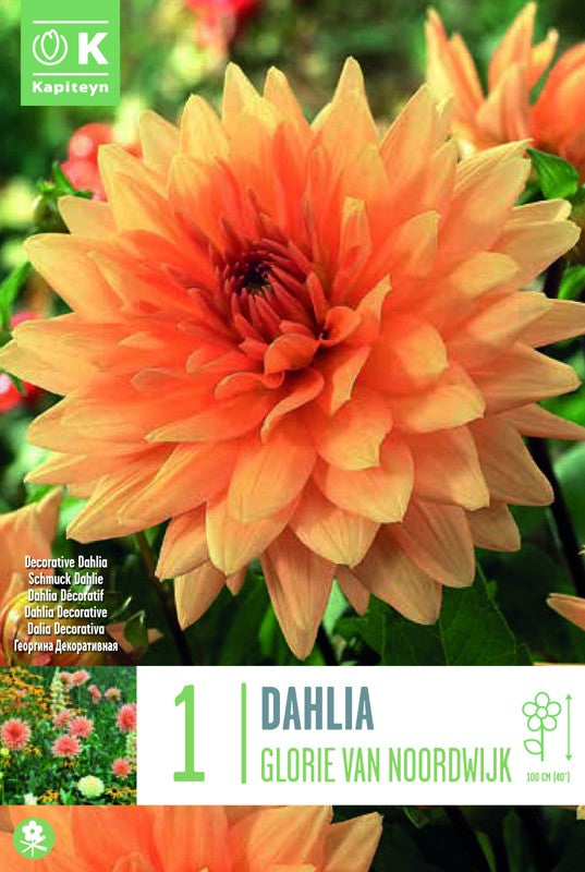 Dahlia GLORIE VAN NOORDWIJK X1 I