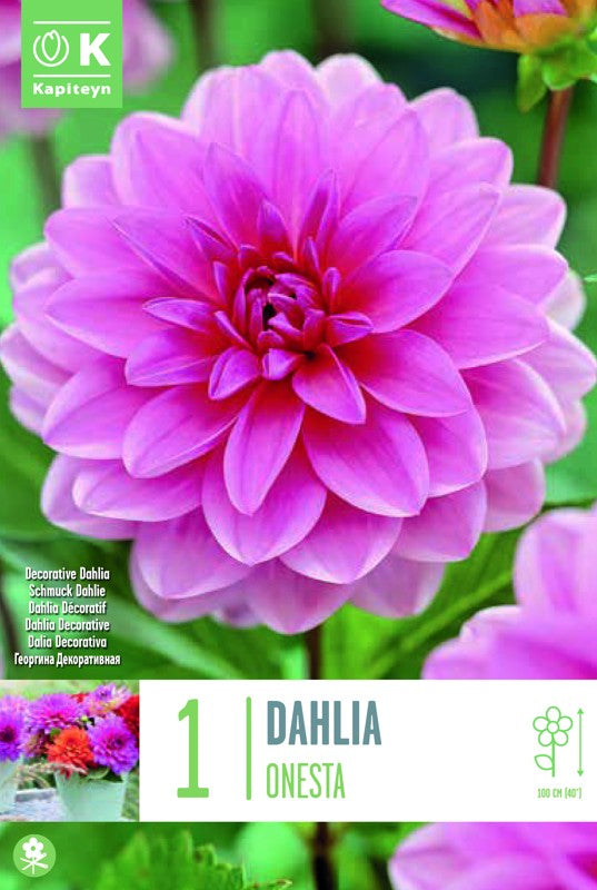 Dahlia ONESTA X1 I