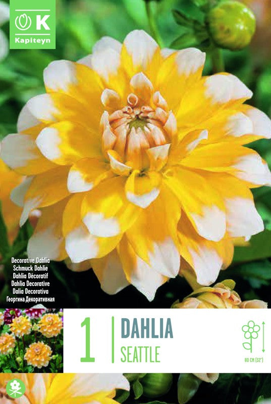 Dahlia SEATTLE X1 I