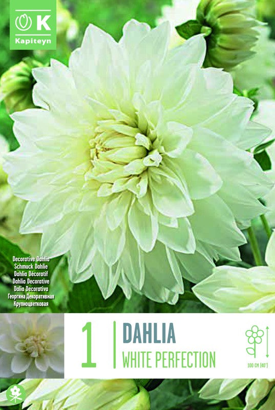 Dahlia WHITE PERFECTION X1 I