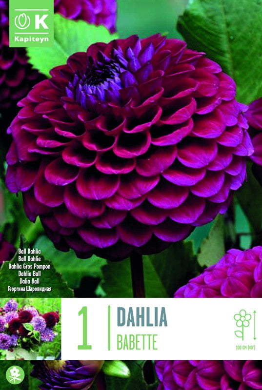 Dahlia BABETTE X1 I