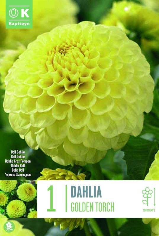 Dahlia GOLDEN TORCH X1 I