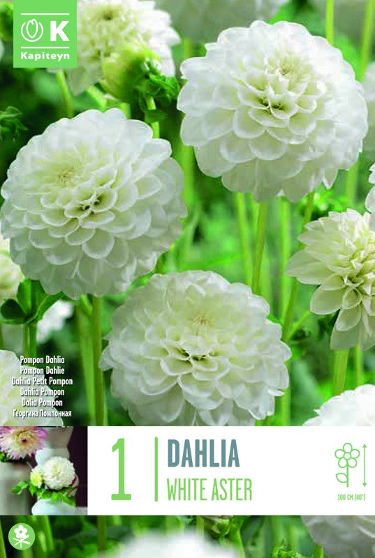 Dahlia WHITE ASTER X1 I