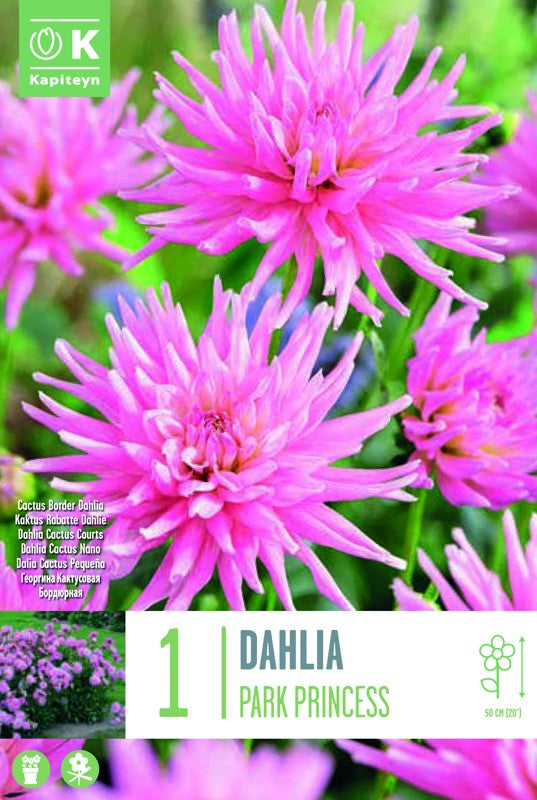 Dahlia PARK PRINCESS X1 I