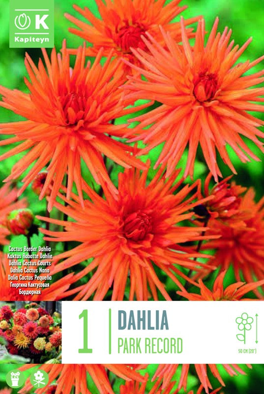 Dahlia PARK RECORD X1 I