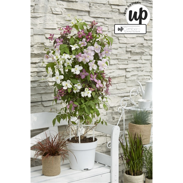 Clematis Montana mix / 5ltr , 75cm tall-Easy Garden Centre