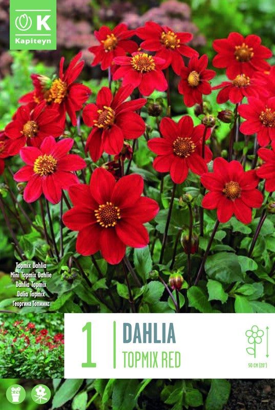 Dahlia TOPMIX RED X1 I