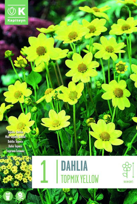 Dahlia TOPMIX YELLOW X1 I