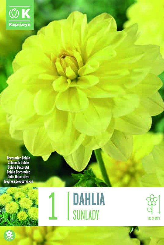 DAHLIA SUNLADY X1 I