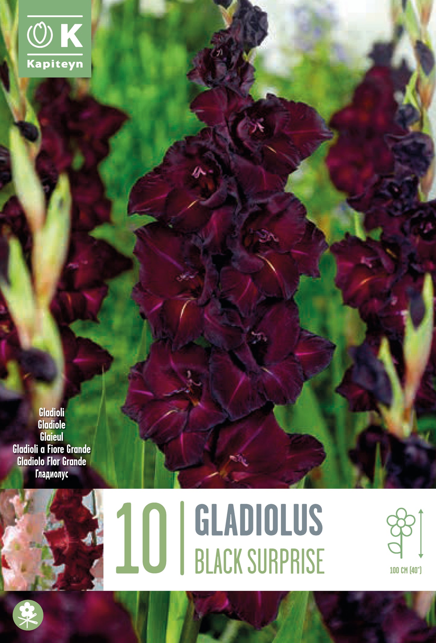 Gladiolus BACK SURPRISE X10 12/14