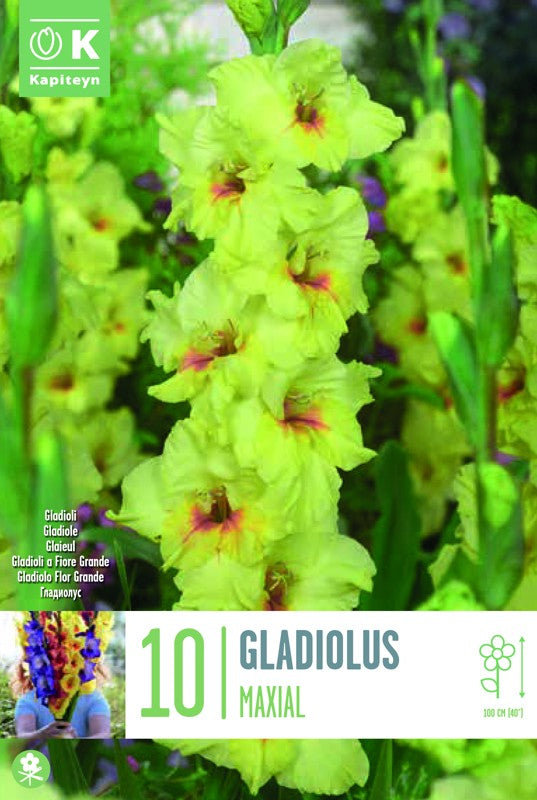 Gladiolus MAXIAL X10 12/14
