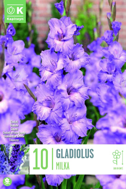 Gladiolus MILKA X10 12/14