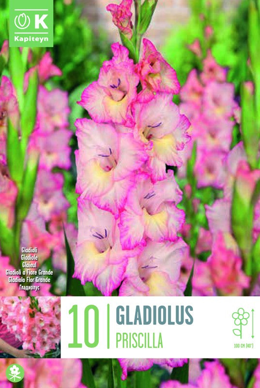 Gladiolus PRISCILLA X10 12/14