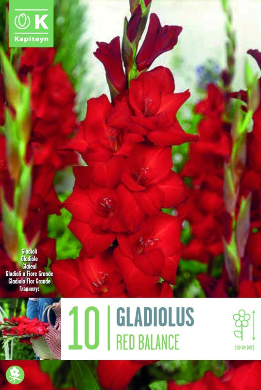 Gladiolus RED BALANCE X10 12/14