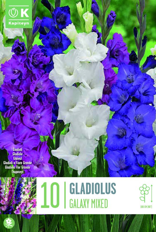 GLADIOLUS GALAXY MIXED X10 12/14