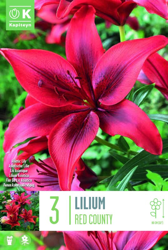 Lilium (lily) RED COUNTY X3 16-18