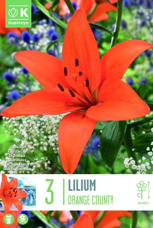 Lilium (lily) ORANGE COUNTY X3 16-18