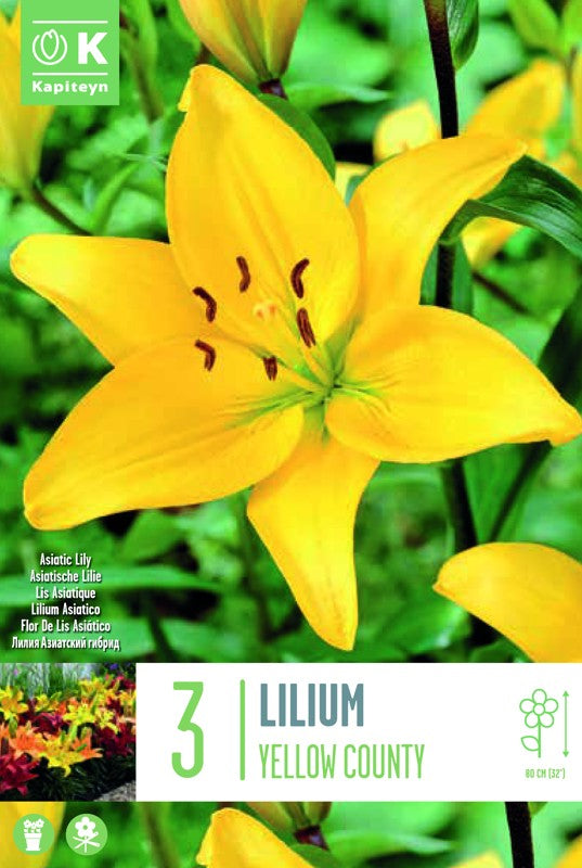Lilium (lily) GIRONDE/YELLOW COUNTY X3 16-18