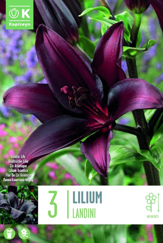 Lilium (lily) LANDINI X3 16-18